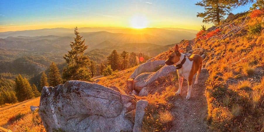 Olly, a boxer blue heeler mix, sitting on a rock on the side of a mountain trail at sunrise.