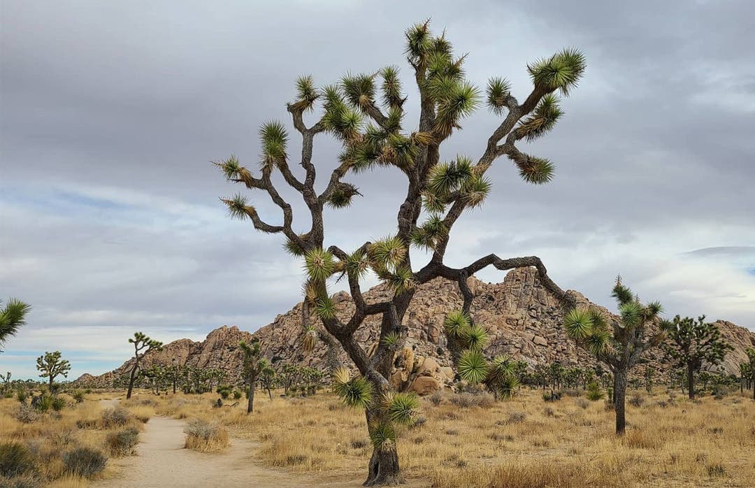Image of Syncline Loop Trail, Canyonlands National Park.