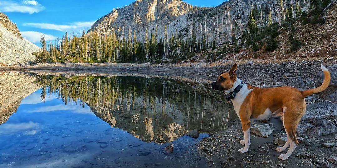 Olly, a boxer blue heeler mix, standing at the edge of an alpine lake.