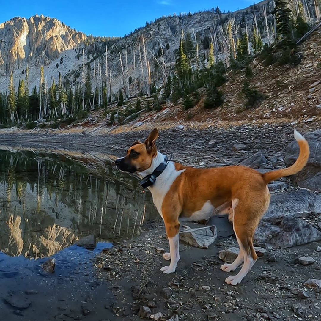 Olly, a boxer blue heeler mix, standing at the edge of an alpine lake. 
